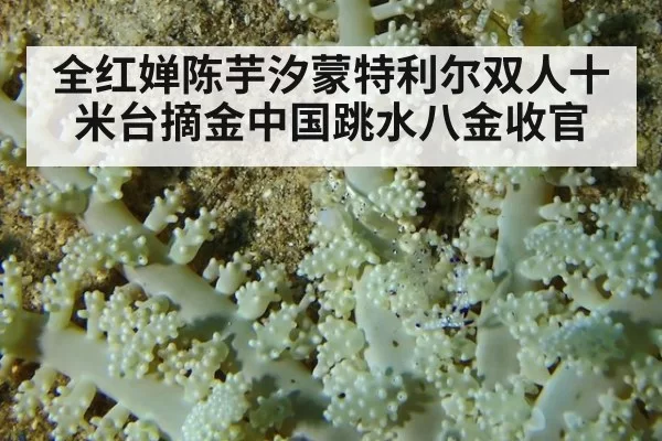全红婵陈芋汐蒙特利尔双人十米台摘金中国跳水八金收官